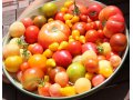 Comparatif des variétés de Tomates